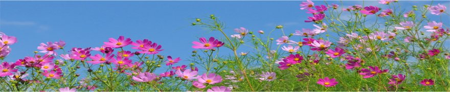 TCCIC�r�W�l�X�}�b�`���O�Ɩ�